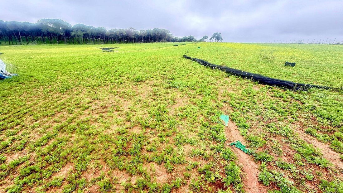 Land in Carmona, Andalusia, Spain 4 - 18913473