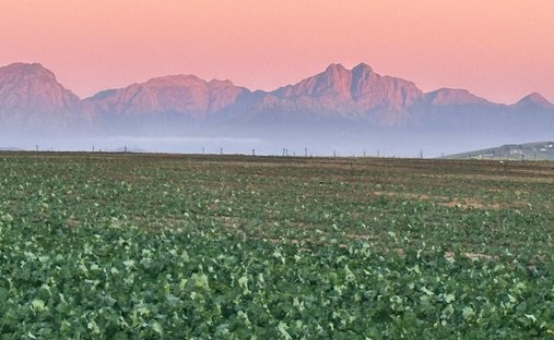 Azienda agricola a Greenway Rise, Helderberg, Città del Capo 1