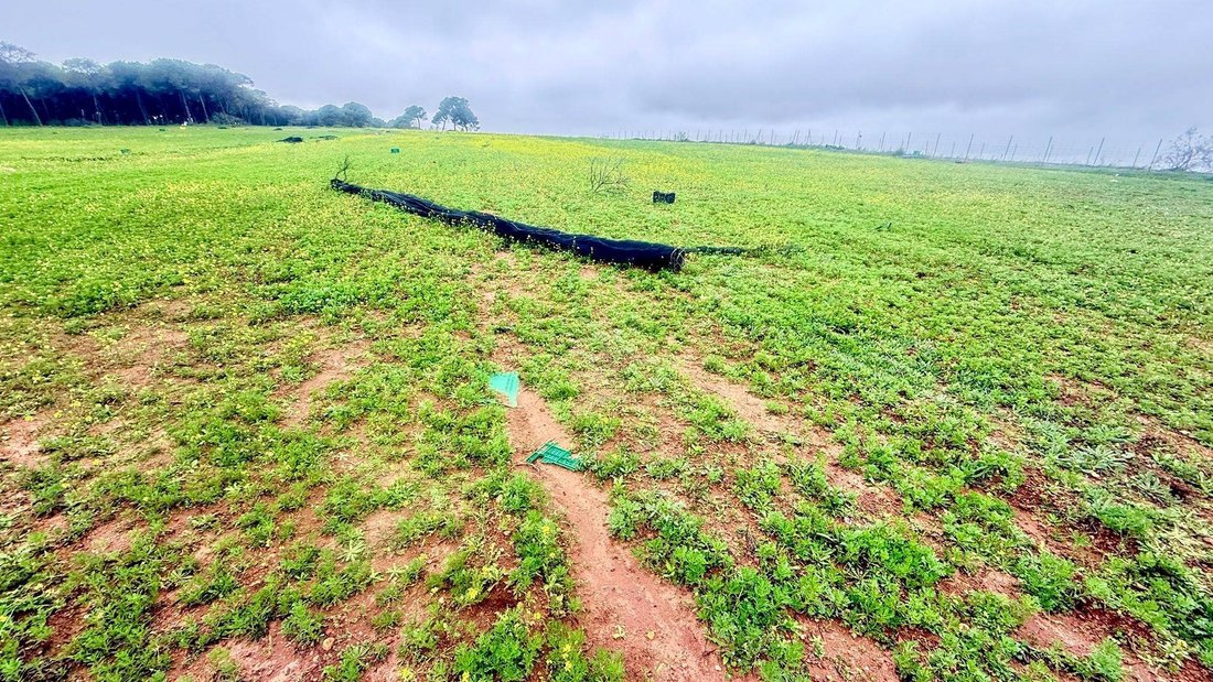 Land in Carmona, Andalusia, Spain 3 - 18913473