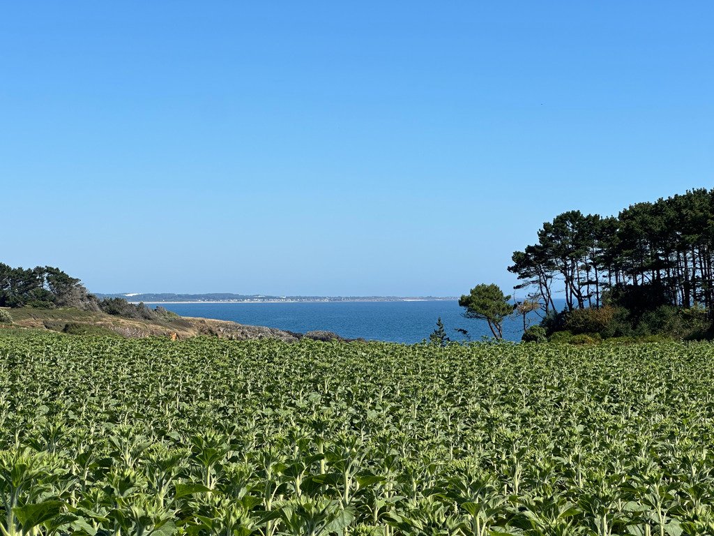 Maison à Clohars-Carnoët, Bretagne, France 1 - 18907610