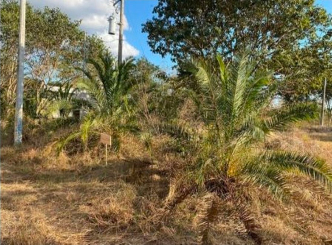 Land in Cholul, Yucatan, Mexico 1 - 18908408