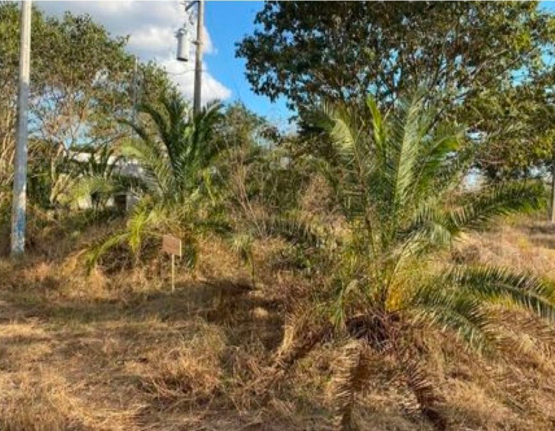 Land in Cholul, Yucatan, Mexico 5 - 18908408