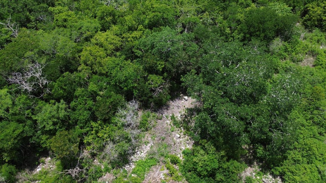 Terrain à Dzidzilché, Yucatán, Mexique 5 - 18908454