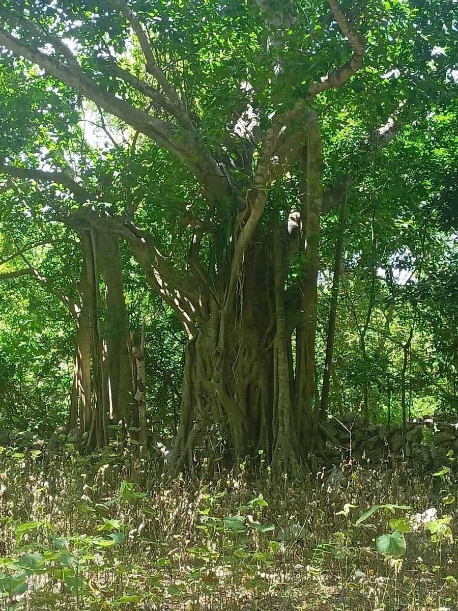 Estate in Chemax, Yucatan, Mexico 4 - 18908425