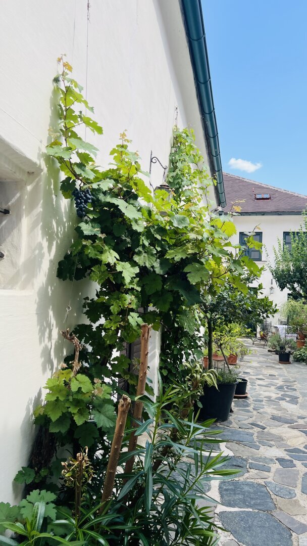 House in Krems an der Donau, Lower Austria, Austria 1 - 18650031