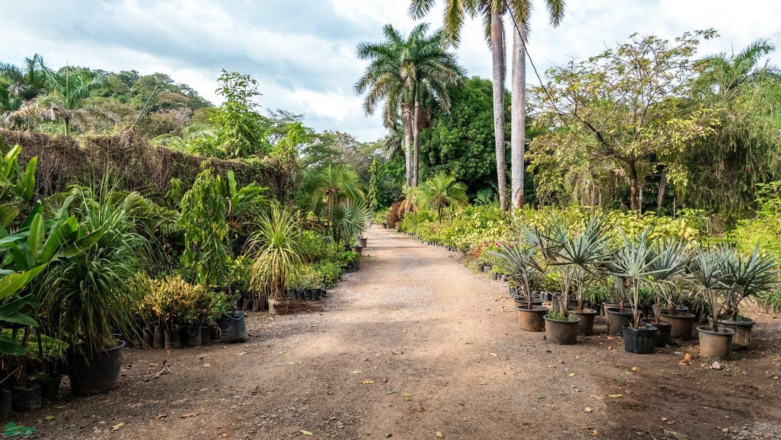 Terreno a Playa Pelada, Provincia di Guanacaste, Costa Rica 4 - 18494548