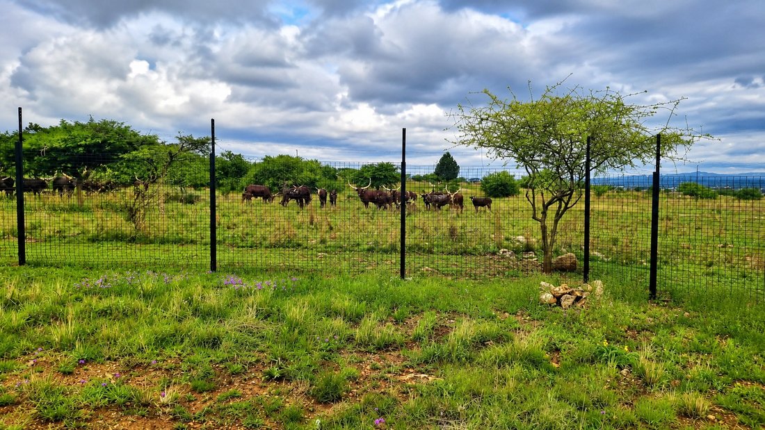 Country House in Olifantsfontein 410-JR, Gauteng, South Africa 4 - 18933665