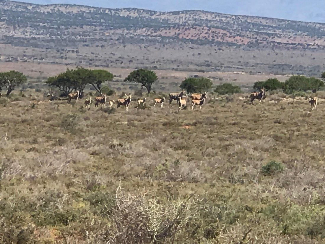 Farm Ranch in Steytlerville, Eastern Cape, South Africa 4 - 18932726