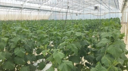 Farm Ranch in Gauteng, South Africa 4 - 18932723