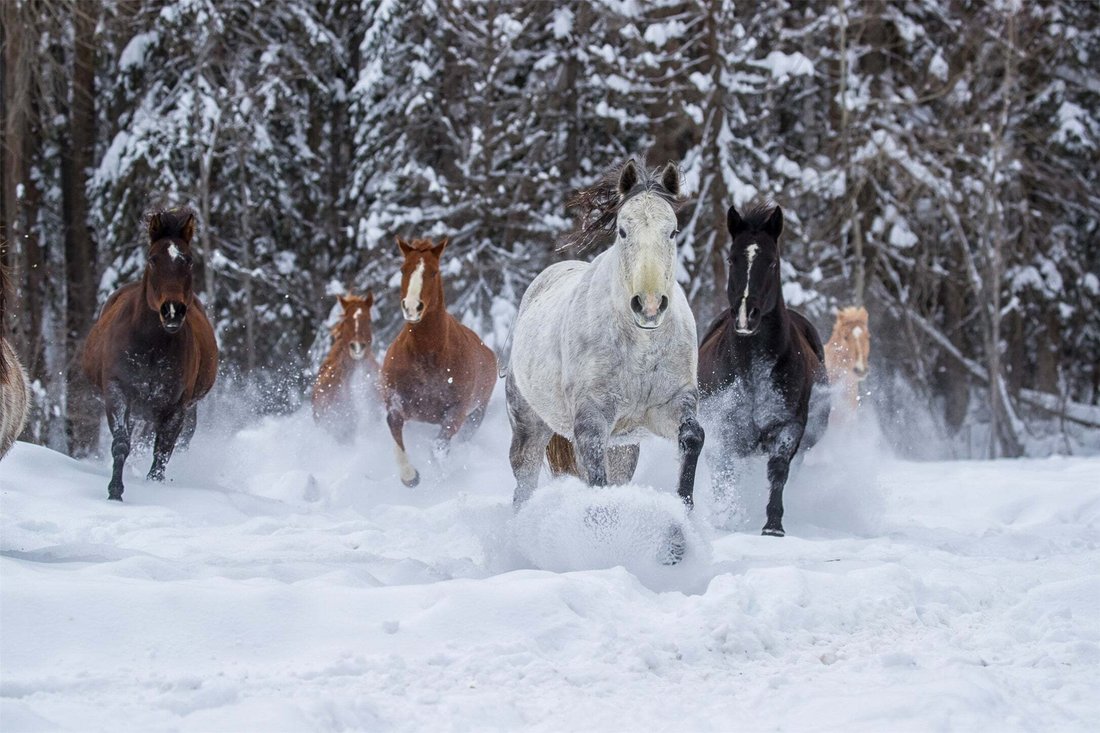 Land in Whitefish, Montana, United States 1 - 13916115