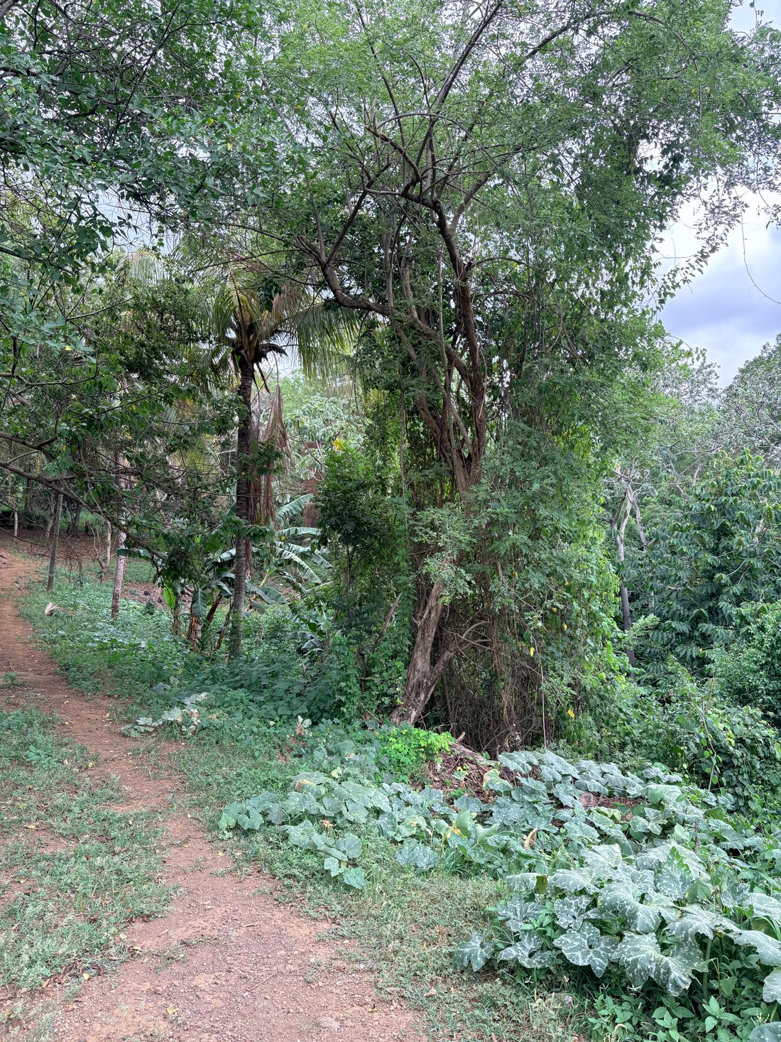 Land in Managua, Managua, Nicaragua 1 - 18942694