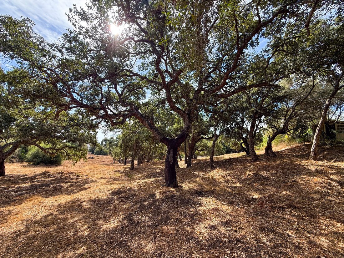 Land in Sotogrande, San Roque, Andalusia 4 - 18945184
