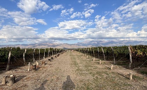 Land in La Consulta, Mendoza Province, Argentina 1
