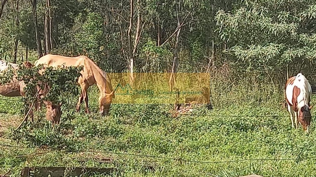 Farm Ranch in Porto Feliz, Sorocaba, Brazil 5 - 18951205