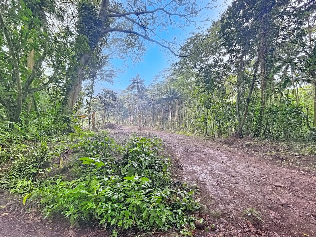 Land in Moorea-Maiao, Windward Islands, French Polynesia 1 - 16491003