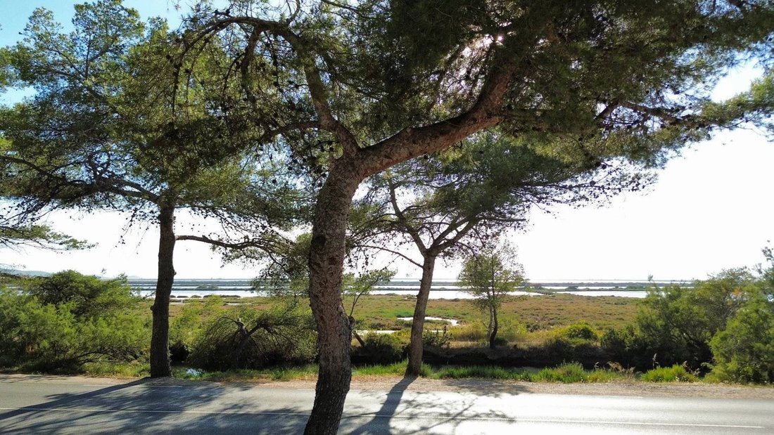 Land in Hyeres, Provence-Alpes-Côte d'Azur, France 4 - 16296578