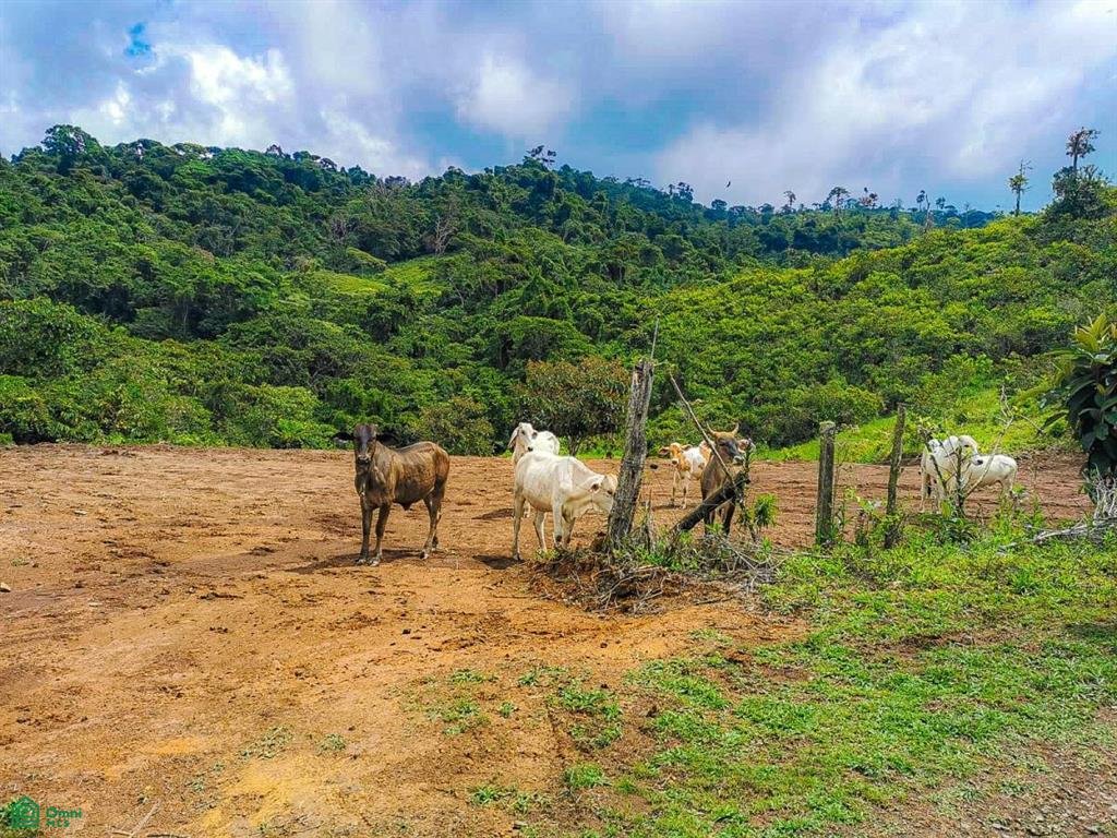 Land in Savegre de Aguirre, Puntarenas Province, Costa Rica 4 - 18969505
