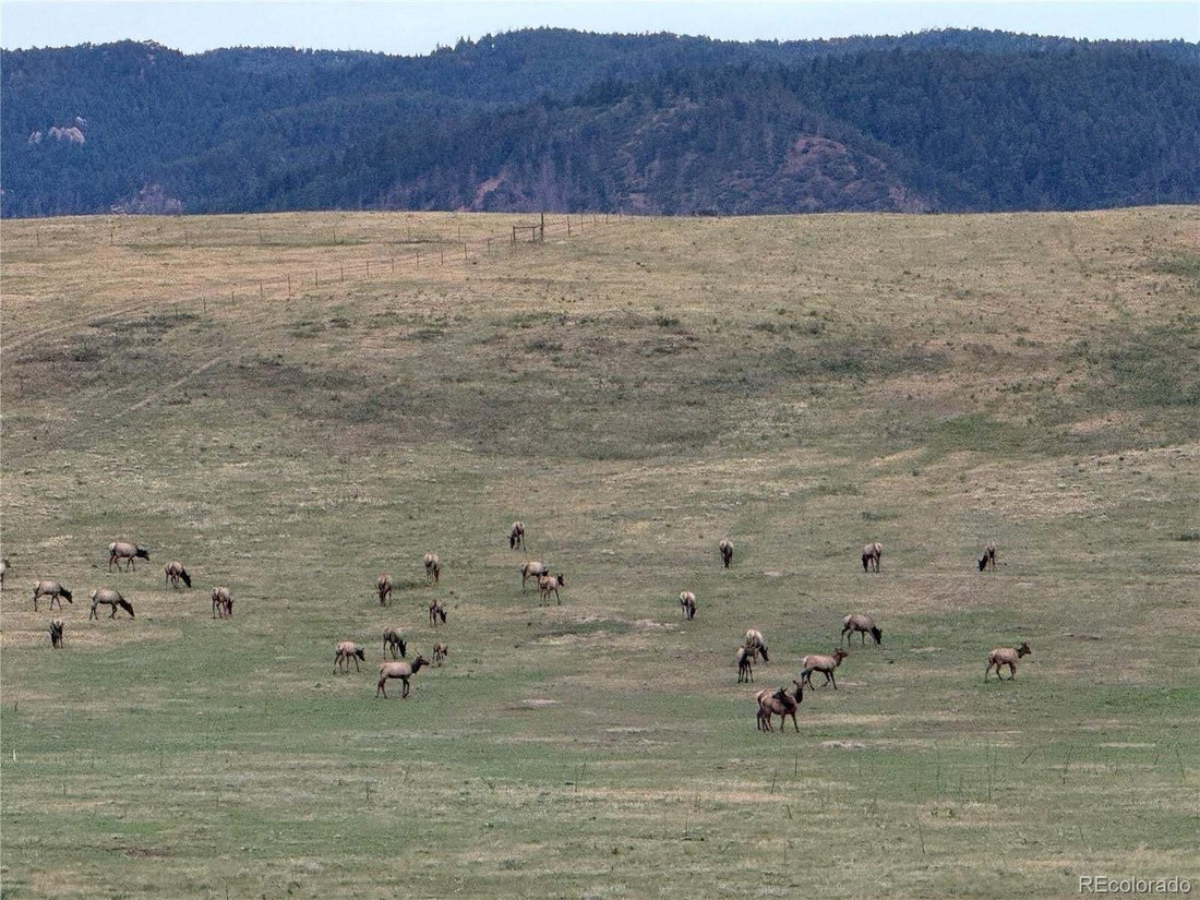House in Larkspur, Colorado, United States 4 - 18969095
