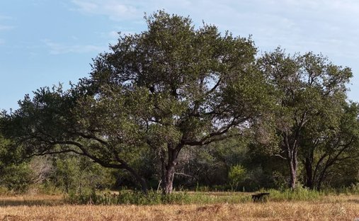 Farm Ranch in Refugio, Texas, United States 1