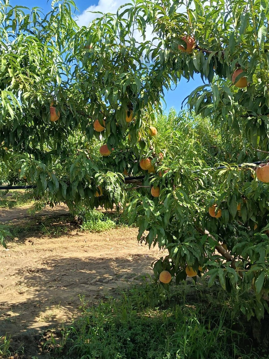 Farm Ranch in Mineo, Sicily, Italy 4 - 16763195