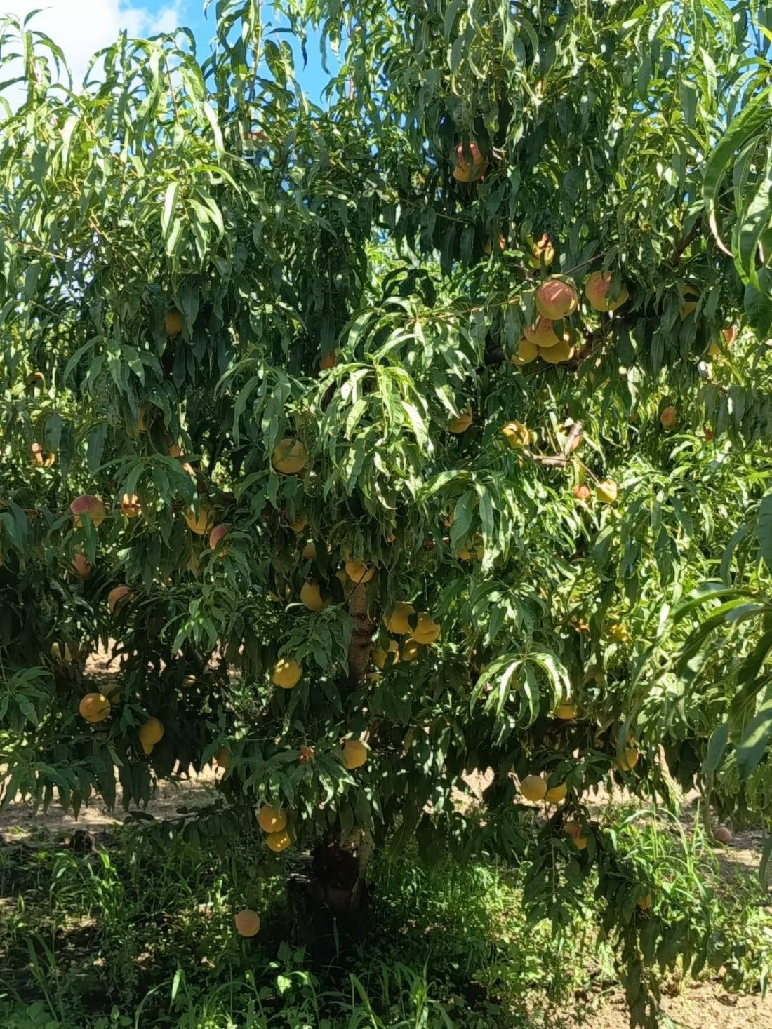 Farm Ranch in Mineo, Sicily, Italy 5 - 16763195