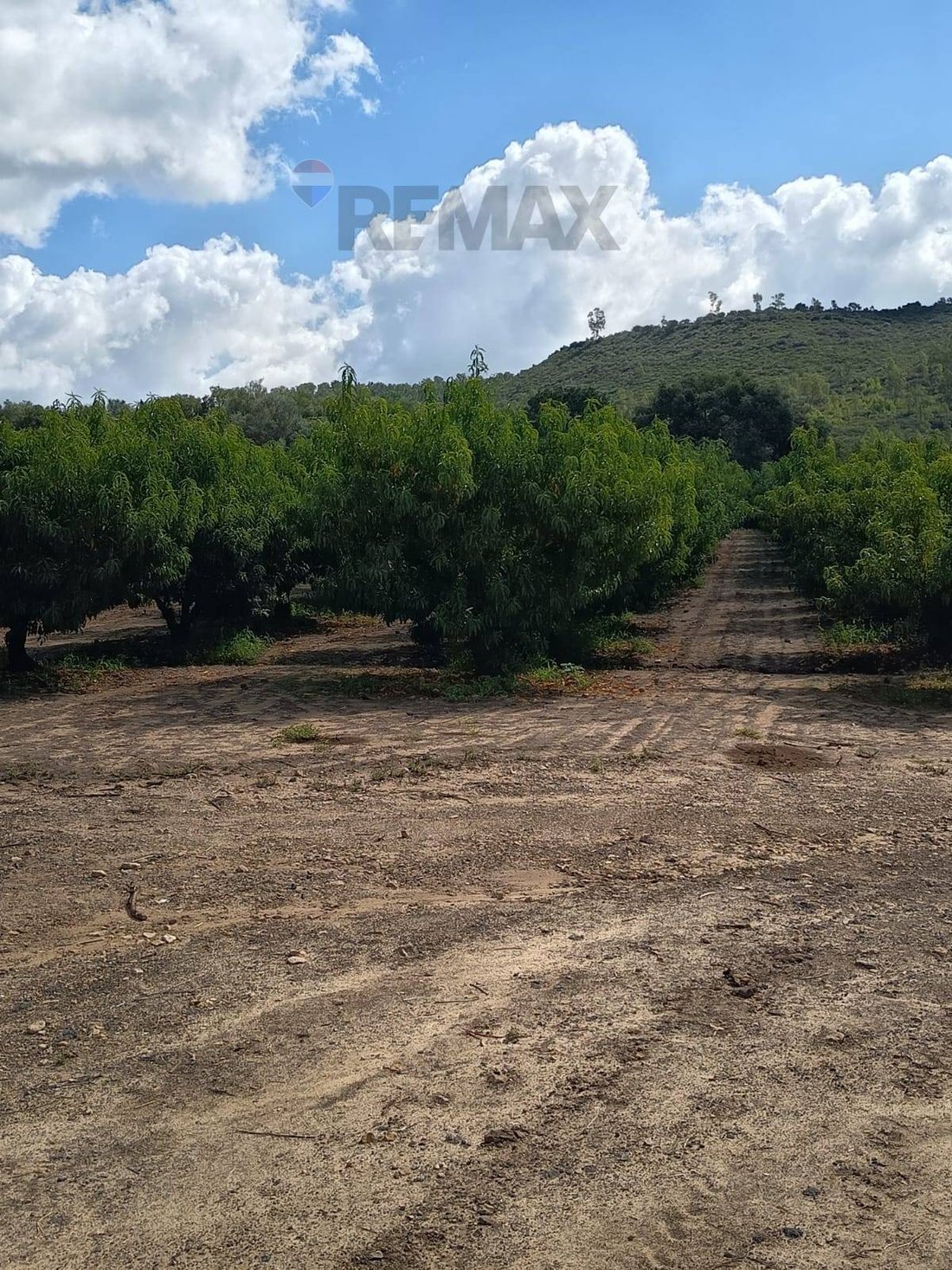 Farm Ranch in Mineo, Sicily, Italy 3 - 16763195