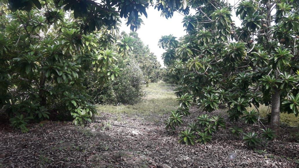 Terreno a Mocochá, Yucatán, Messico 3 - 18966821