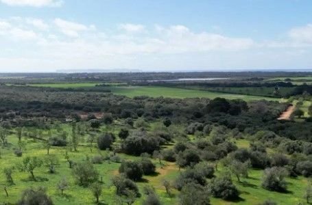 Land in ses Salines, Balearic Islands, Spain 1 - 18968591