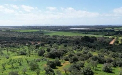 Land in ses Salines, Balearic Islands, Spain 1