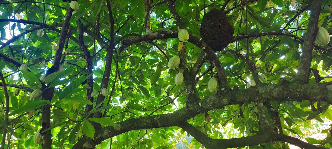 Land in Pavones, Puntarenas Province, Costa Rica 5 - 18637527