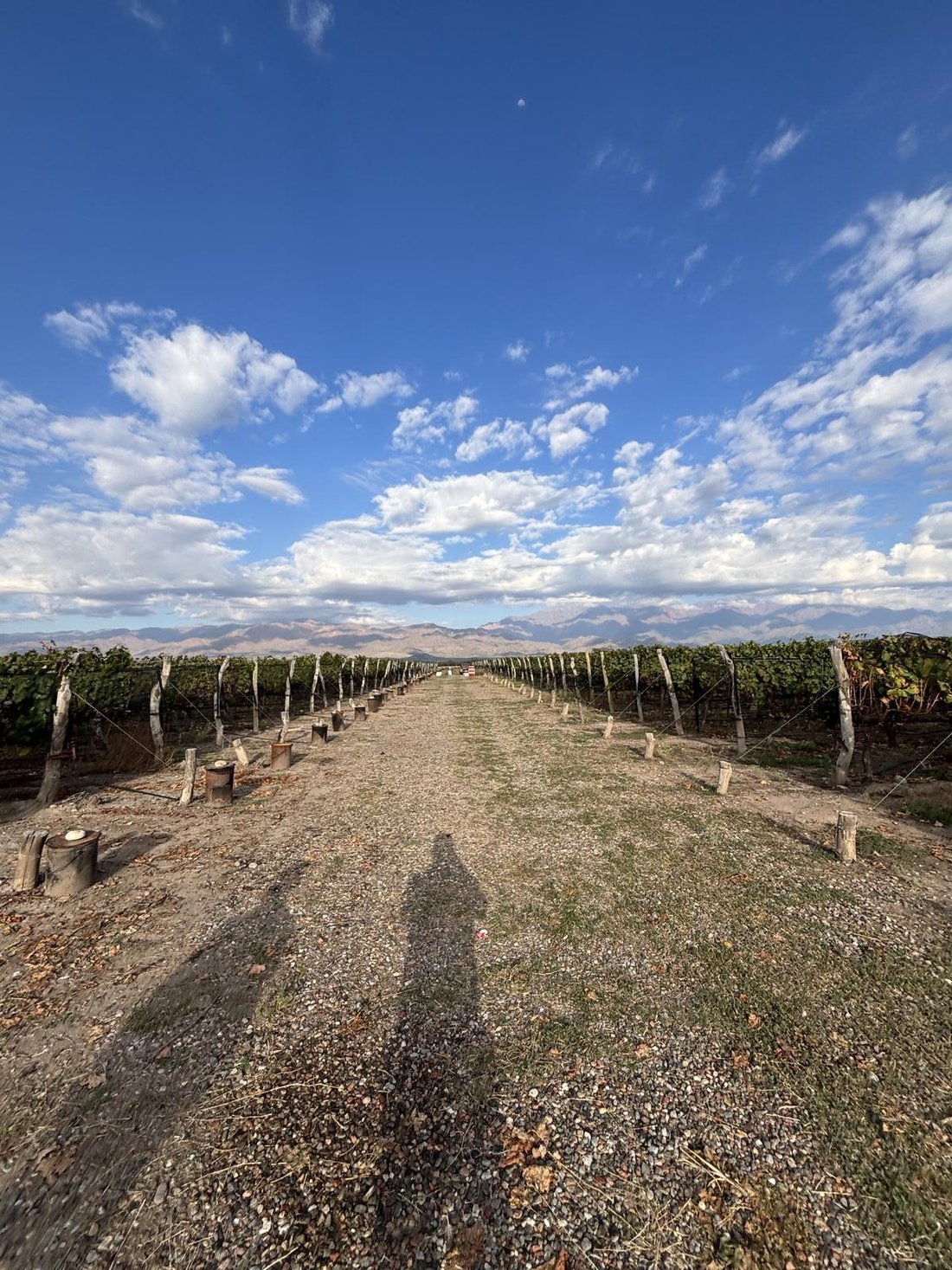 Land in La Consulta, Mendoza Province, Argentina 1 - 18983959