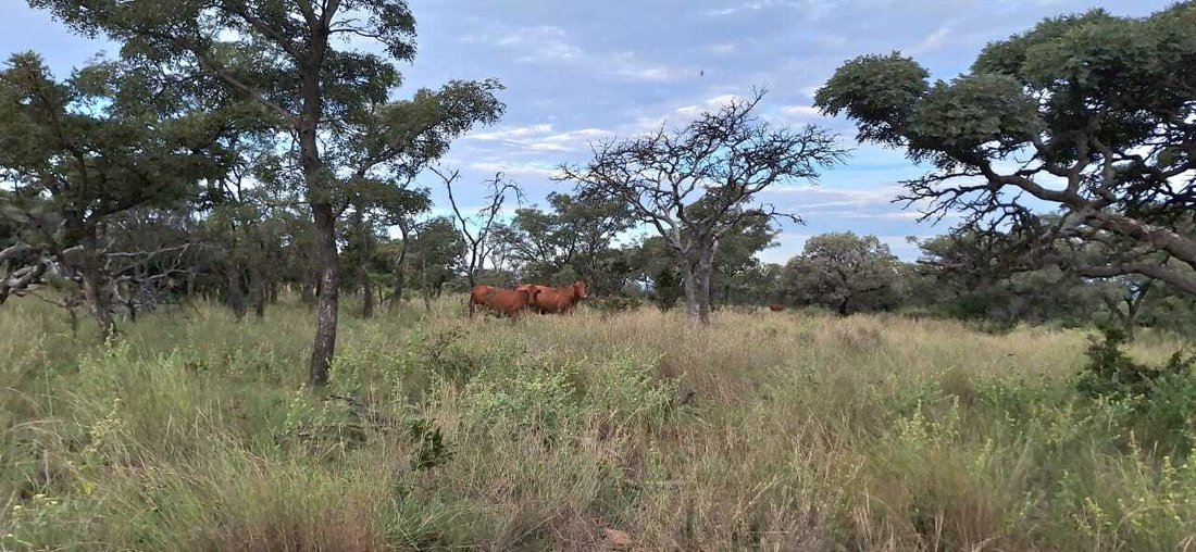 Farm Ranch in Koster, North West, South Africa 5 - 18986879
