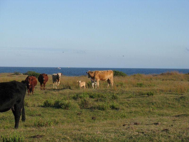 Land in Barra del Chuy, Rocha Department, Uruguay 4 - 18984135