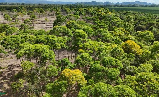 Terrain à Bladen, Tolède, Belize 1