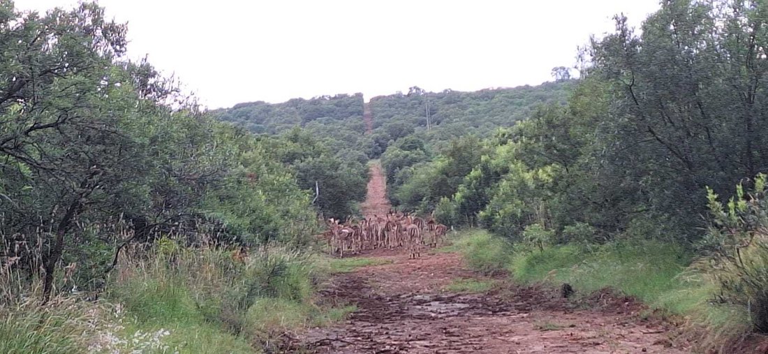 Farm Ranch in Swartruggens, North West, South Africa 5 - 18986872