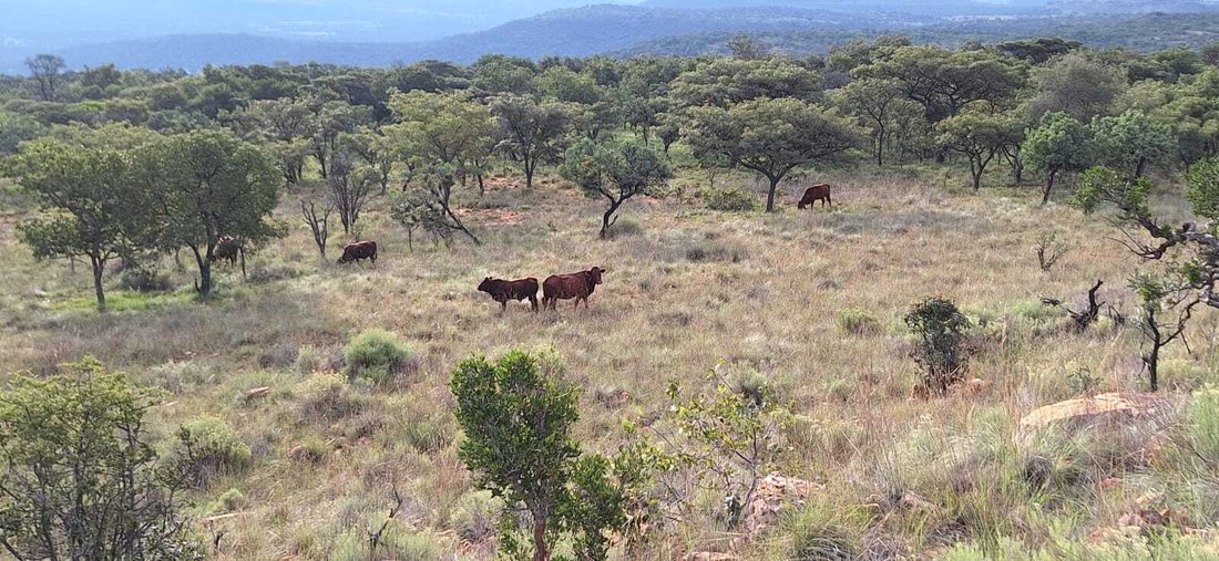 Farm Ranch in Koster, North West, South Africa 2 - 18986879