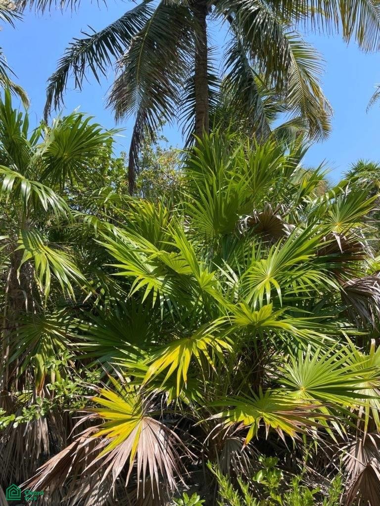 Land in San Pedro, Belize District, Belize 5 - 18001678