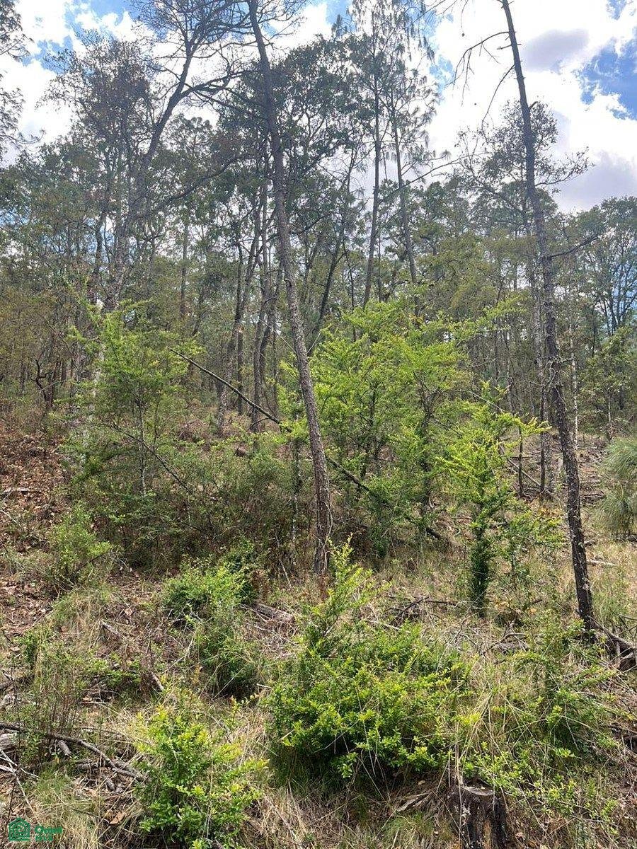 Land in Los Espinos, Jalisco, Mexico 3 - 17810826