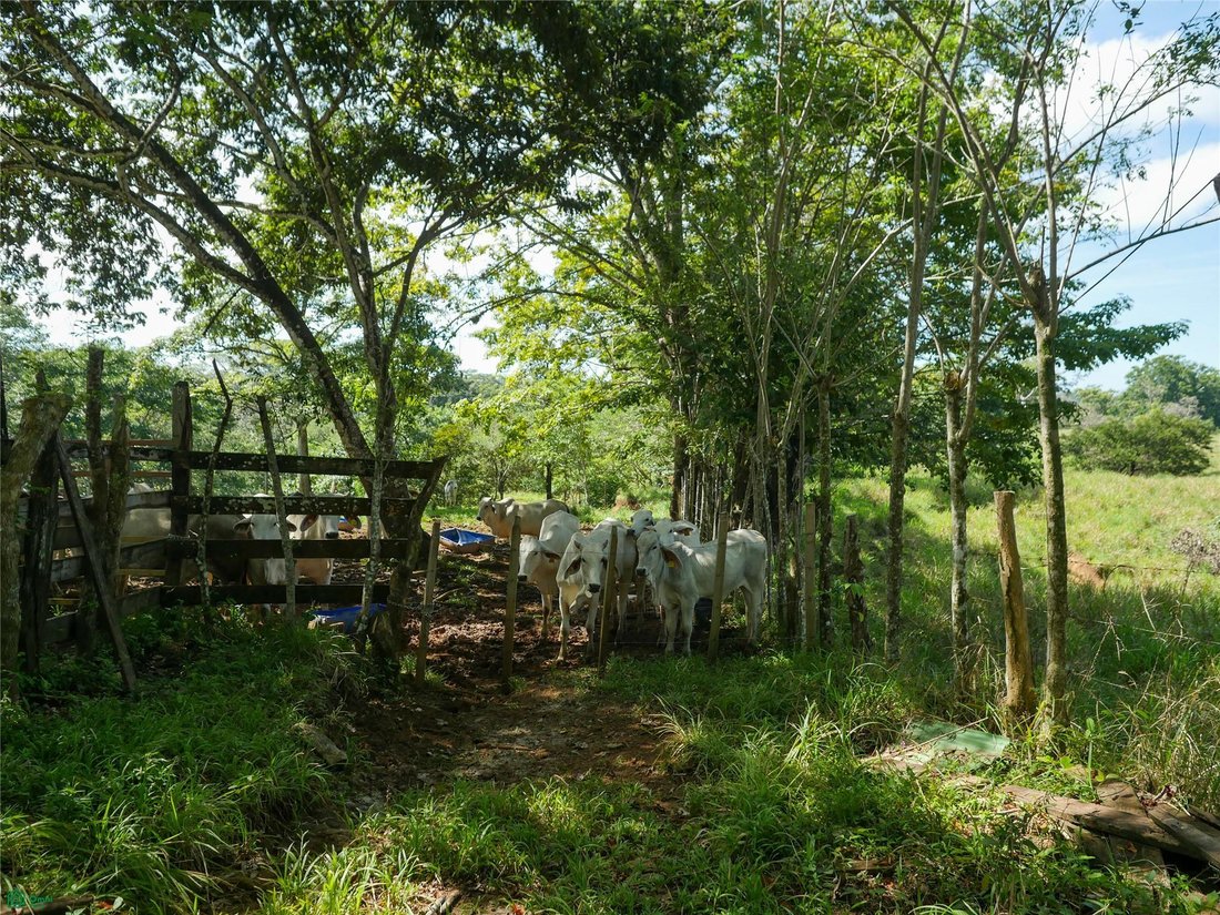 Land in Río Negro, Puntarenas Province, Costa Rica 2 - 17810886