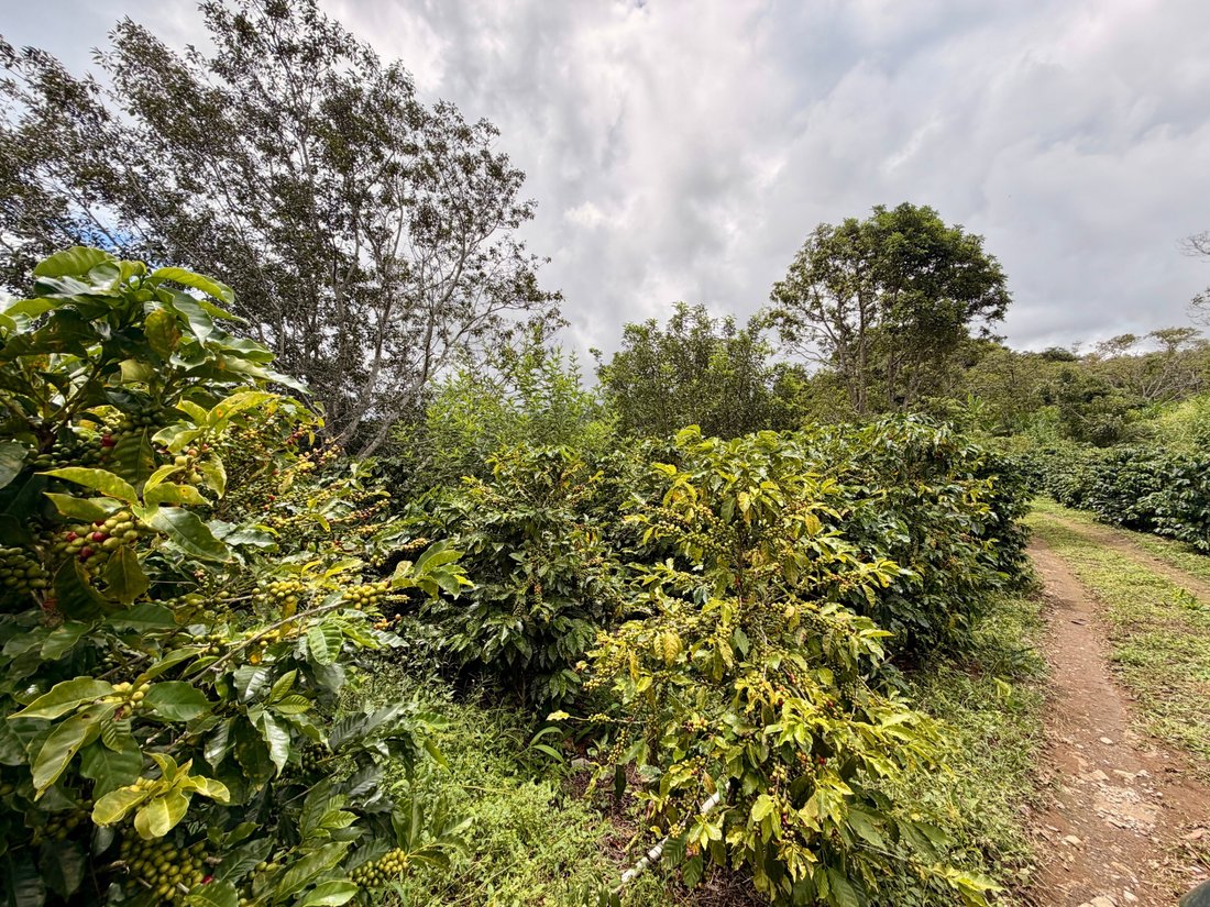 Land in Palmira, Chiriquí Province, Panama 4 - 18991509