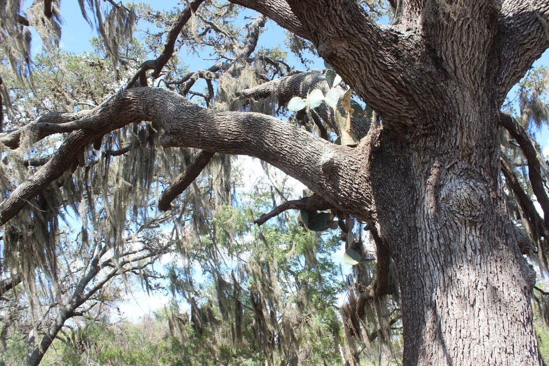 Farm Ranch in La Vernia, Texas, United States 5 - 18992264