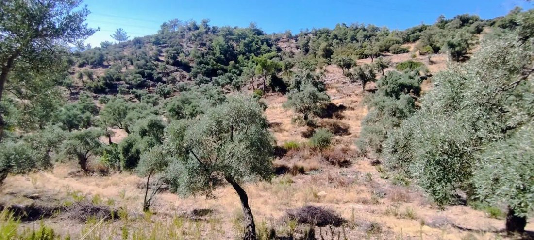 Farm Ranch in Muğla, Türkiye 1 - 18993439