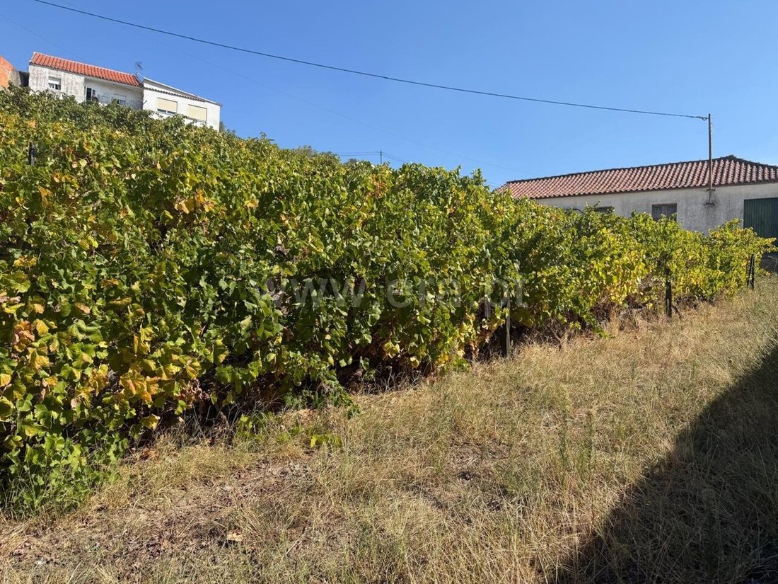 Farm Ranch in Fontelas, Vila Real District, Portugal 3 - 18998905