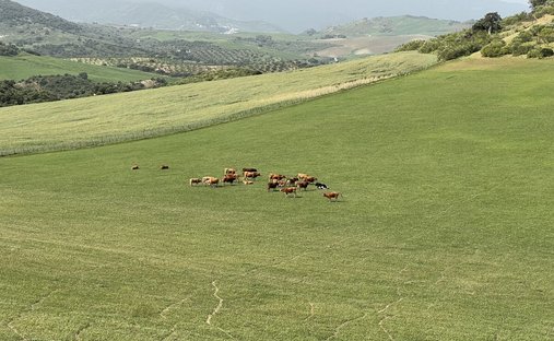 Land in Olvera, Andalusia, Spain 1