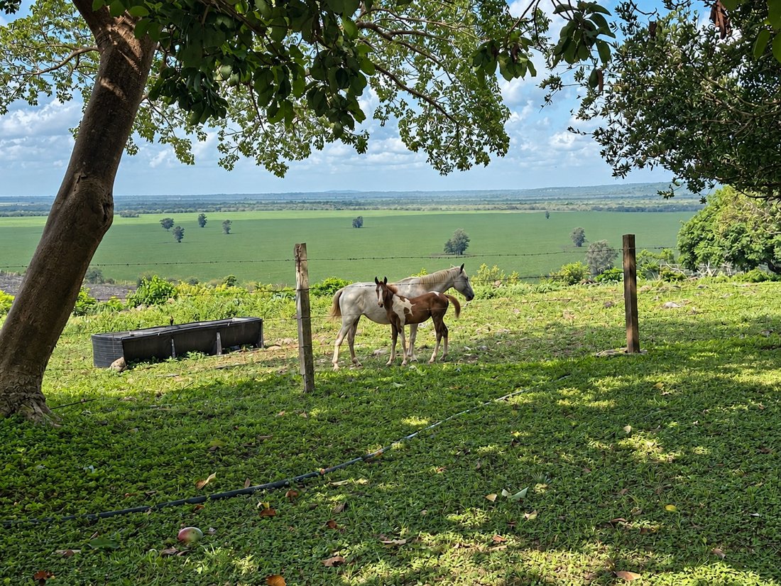 Farm Ranch in Linares, Nuevo Leon, Mexico 4 - 19006377