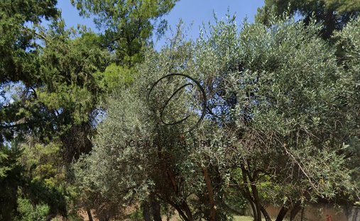 Terrain à Ekali, Attique, Grèce 1