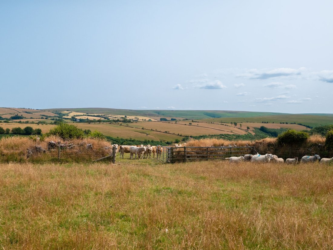 Farm Ranch in Lynton, Lynmouth, England 4 - 19010417