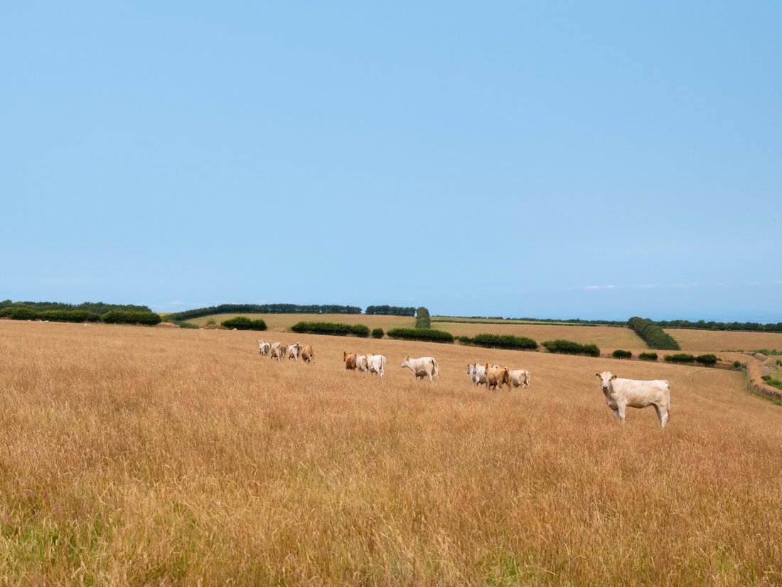 Farm Ranch in Lynton, Lynmouth, England 5 - 19010417