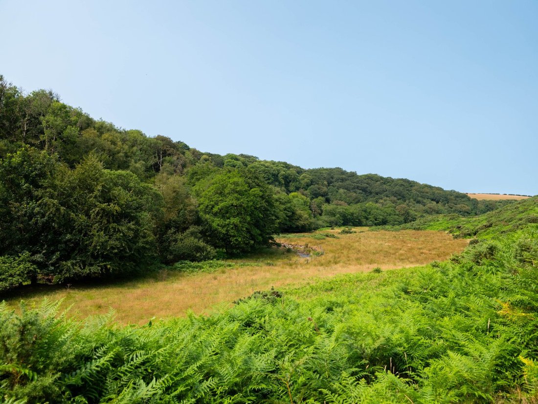 Farm Ranch in Lynton, Lynmouth, England 4 - 19010419