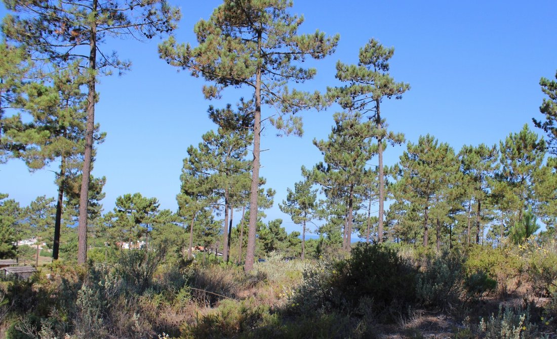 Land in Carvalhal, Setubal, Portugal 3 - 19015538